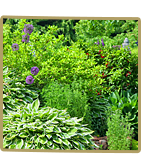 Greenscapes